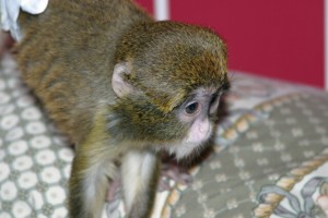 ADORABLE BABIES CAPUCHINS,SQUIRREL AND MARMOSET MONKEYS 