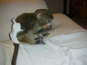  Home female baby capuchin monkey for adoption Family baby capuchin monkey for adoption .
