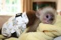  My husband and I are giving our Cute baby Capuchin Monkey For Adoption to any p