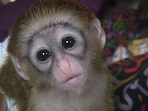 Amazing Capuchin Monkeys for Re-homing With Diapers