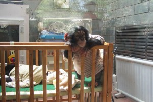 Gorgeous babies  chimpanzee for adoption.
