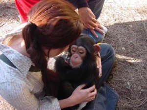 affectionate and homely trained chimpazee for sale to any home ready