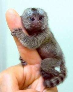 cute baby marmoset