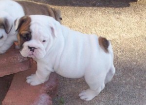 Top Quality Akc English Bulldogs Puppies available for new homes