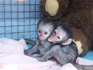 Adorable baby capuchin monkey for free adoption 