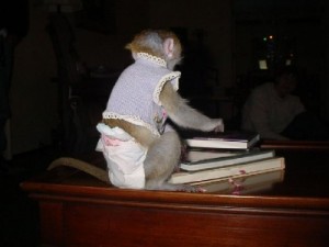 Inteligent Baby Capuchin Monkey For Adoption