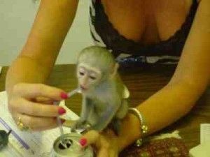 Potty trained capuchin monkey for a good home