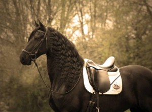 lovely frisain horses for sale to lovely home