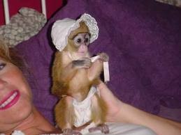 Capuchin monkey for free adoption