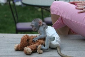 Healthy and Potty trained Capuchin monkey for adoption