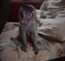 Beautiful baby face Capuchin monkey available contact us