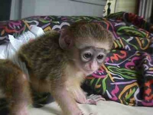 one female capuchin monkey who is ready to go for a good and loving pets home for adoption.