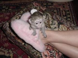 cute baby Capuchin Monkeys Available