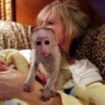 adorable capuchin monkeys for a home