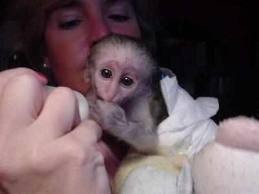 male and female Weeper Capuchin monkeys for adoption