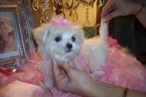 cute maltese puppies looking for a new home