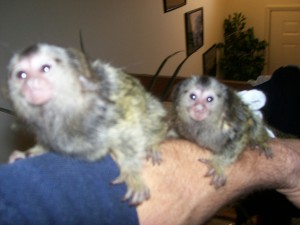A pair of pygmy marmoset monkeys available for adoption.