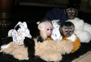 Affectionate Capuchins for Adoption