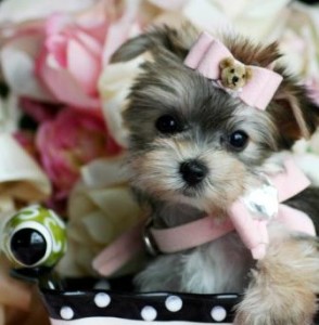 Tea Cup Yorkie Puppies for Free Adoption(free)