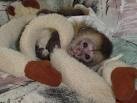  Well healthy and lovely well trained and tamed capuchin monkey