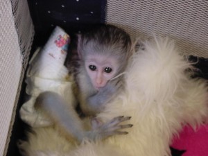 Healthy and Well Socialized capuchin monkey babies for adoption..
