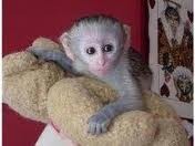 White Nose Capuchin Monkey for re_homing