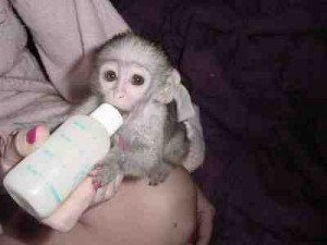 Two Lovely Baby Capuchin Monkeys For Free Adoption