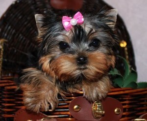 CHARMING AND AMAZING YORKSHIRE TERRIER PUPPIES FOR NEW FAMILY HOME ADOPTION