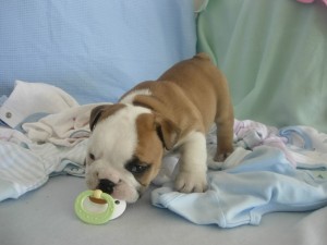***** READY NOW ***** We are looking for homes for our Beautiful AKC Registered ENGLISH BULLDOG puppies