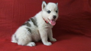Reg. Siberian Husky Puppies **Grey, Pure White and Black &amp;White **