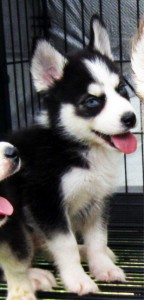 Affectionate Siberian Husky puppies For Sale