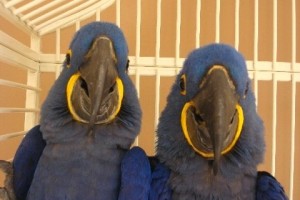 Trained and Tamed Hyacinth macaw Parrots for free adoption