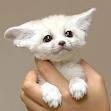 Affordable-Hand Raised Baby Teacup Fennec Fox Kit For Free Adoption/Available!