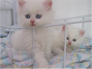 advert regarding the kittens (Persian kittens)