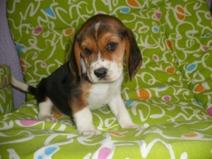 Your beagle puppies for adoption
