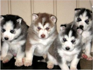 Four Registered Siberian Husky puppy (AKC Reg.)