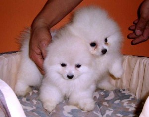 Intelligent and Lovely Baby Pomeranian Pups Available