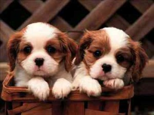 Cavalier KING CHARLES SPANIEL PUPPIES READY NOW!