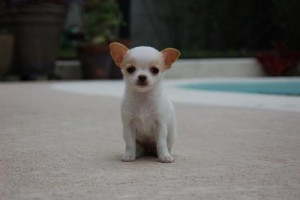 chihuahua puppies for rehoming