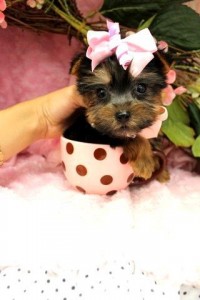 Cute and Adorable Teacup Yorkie puppies Available