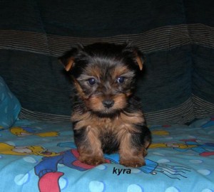 lovely teacup yorkie pup