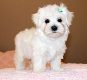 free puppies in henderson ky maltese puppies for sale henderson ky asnclassifieds free puppies in henderson ky maltese puppies for sale henderson ky asnclassifieds