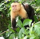 capuchin monkey for sale at affordable prices