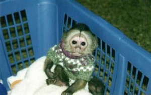 Baby Capuchin Monkeys for Home.