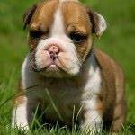 Gorgeous English bulldog for adoption