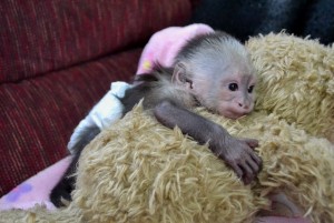 cute and adorable female Cap Baby Monkey
