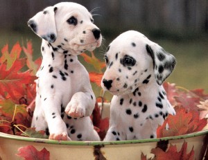 Fantastic and Charming Male and Female dalmatian puppies for adoption