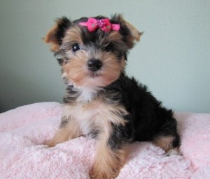 *****Adorable AKC Registered Teacup Yorkies Puppies For Re-homing***