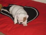 Male and Female English bull dog puppies for adoption