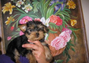 Yorkshire Terrier Puppies for Re-Homing
